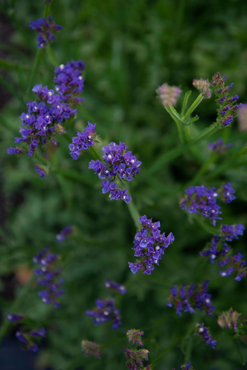 15 Best Cold Hardy Flowers to Seed Start Shifting Roots