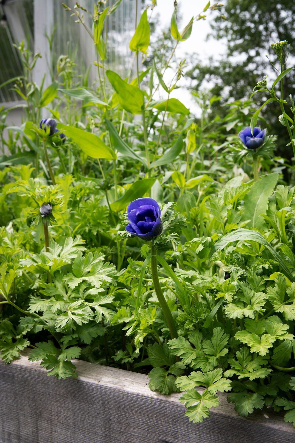 The Best Cut Flowers To Grow In 2025 Shifting Roots the-best-cut-flowers-to-grow-in-2025-shifting-roots
