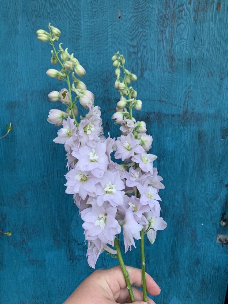 A hand holds two stems of pale lavender delphinium flowers against a weathered blue wooden background. The flowers are in full bloom with multiple buds.
