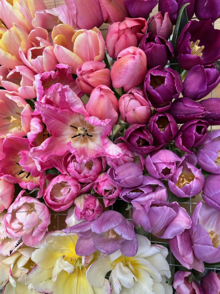 A vibrant assortment of tulips in pink, purple, yellow, and peach hues fills the frame. The petals are varied in texture, with some appearing fringed and others smooth. The flowers are closely arranged, creating a lush and colorful display.