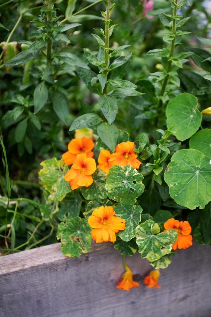 Bright orange nasturtium flowers with green, round leaves grow over the edge of a wooden garden bed, surrounded by tall green plants in the background.