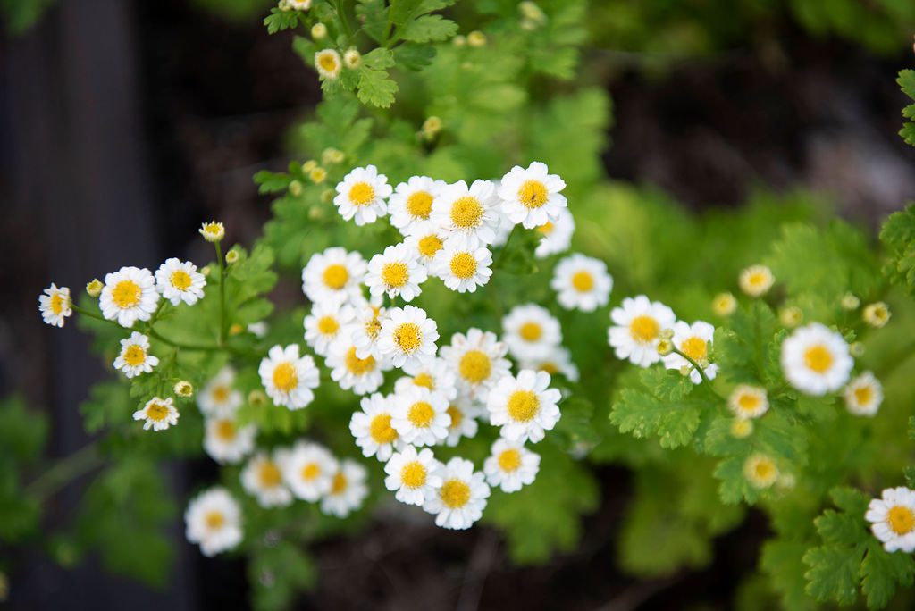 Clusters of small, white daisy-like feverfew flowers with yellow centers bloom among green, serrated leaves outdoors, making a bright and cheerful addition to any cut flower garden. Hardy in Zone 3.
