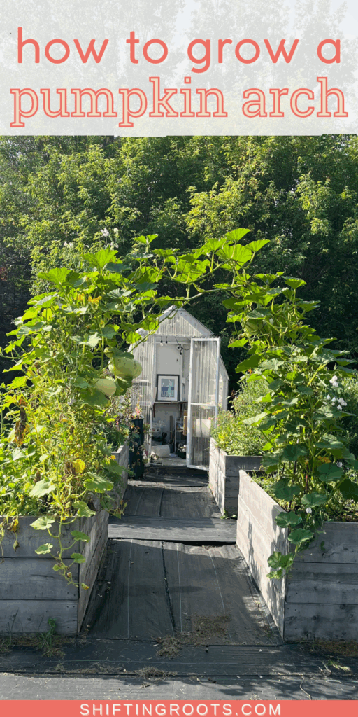 A lush green pumpkin tunnel grows over a garden path between two raised beds, leading to a small greenhouse with its doors open, surrounded by trees. Text reads: "how to grow a pumpkin arch.