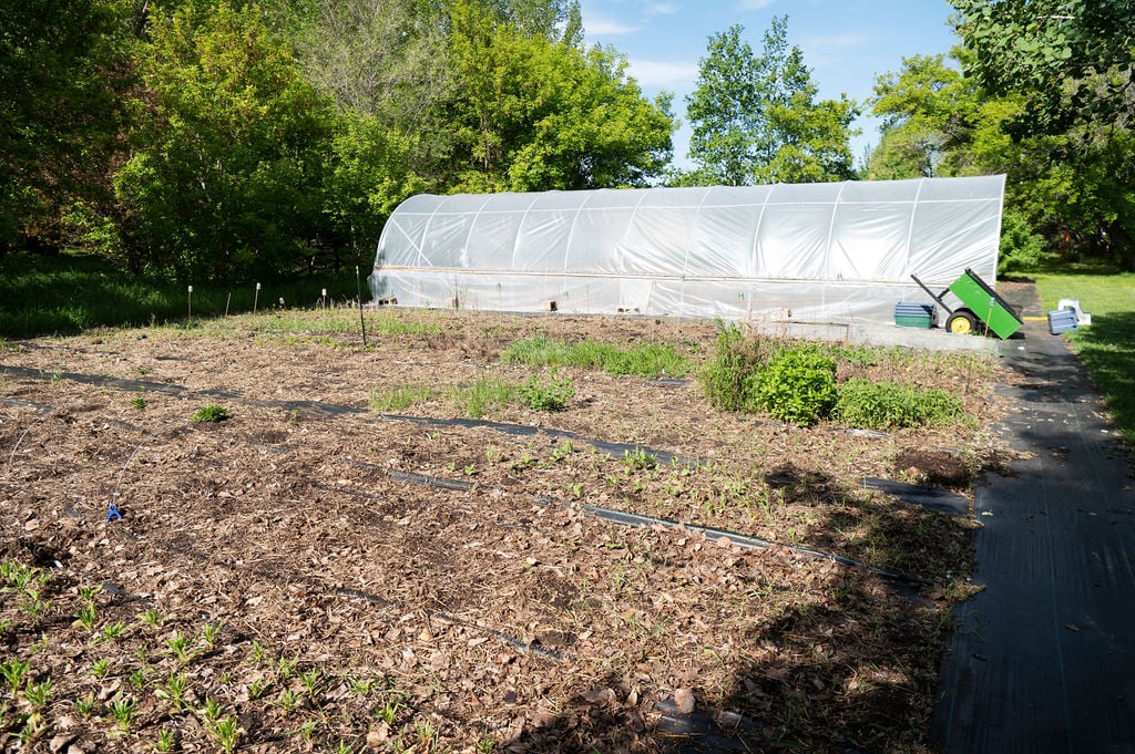 A small greenhouse with a white plastic cover stands behind a garden bed, hinting at a budding flower-farming business. Surrounded by trees and greenery in Canada, a green wheelbarrow rests on a black path nearby.