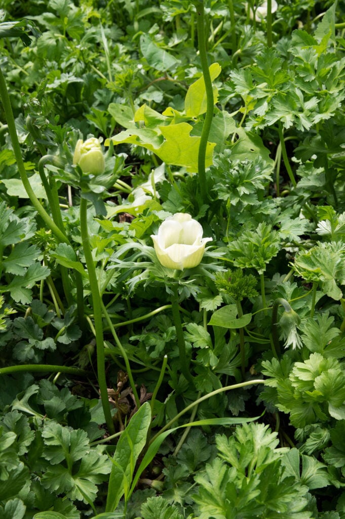 A single white anemone bud is surrounded by dense, green foliage in a lush garden setting. Another spring-blooming flower bud appears in the background among the vibrant greenery.
