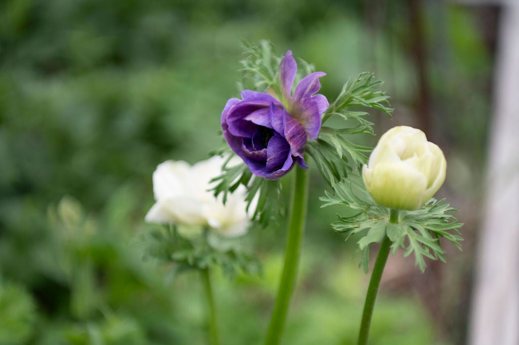 Close-up of three blooming anemones with delicate, feathery green leaves; one is purple and the others are pale yellowish-white, set against a blurred green background—perfect inspiration to grow anemones as spring-blooming flowers.