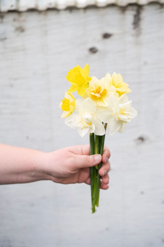 A hand holding a small bouquet of yellow and white daffodils—perfect for cold climates with short growing seasons—set against a white, textured wooden background.