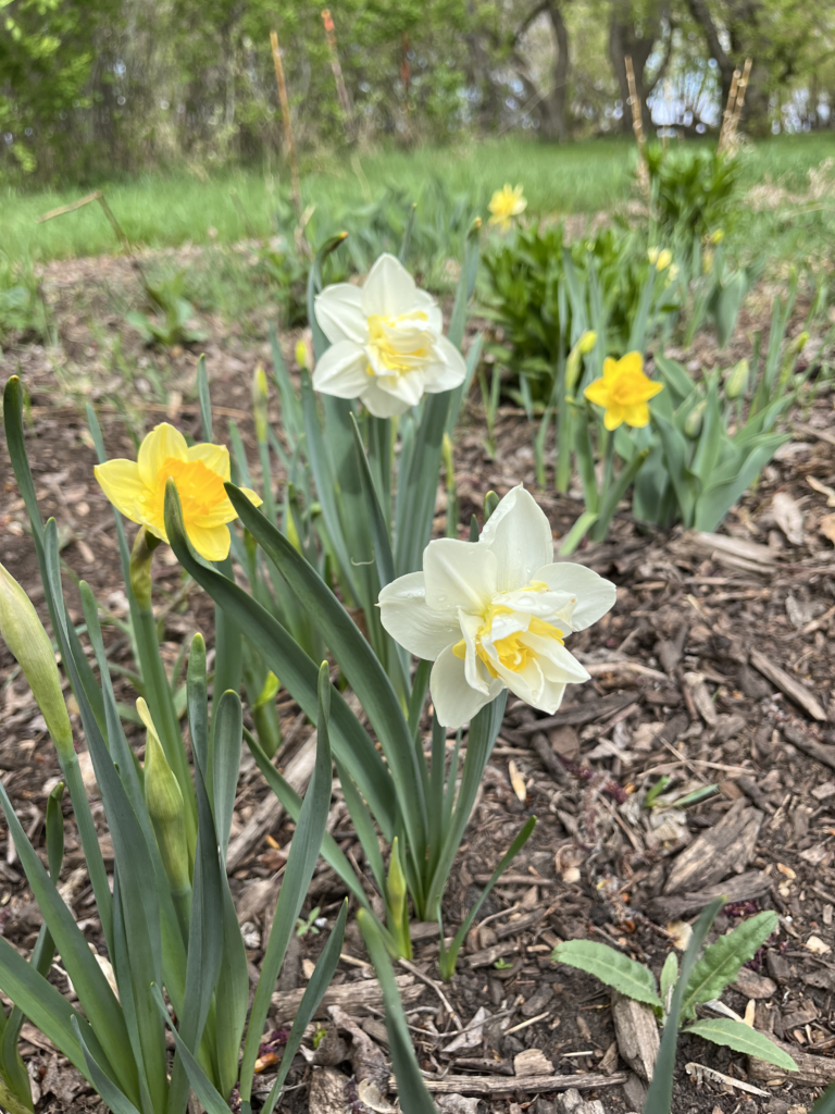 Several yellow and white daffodils bloom in a garden bed covered with mulch, their green stems thriving even in short growing seasons or cold climates. In the background, grass and trees display fresh spring foliage.