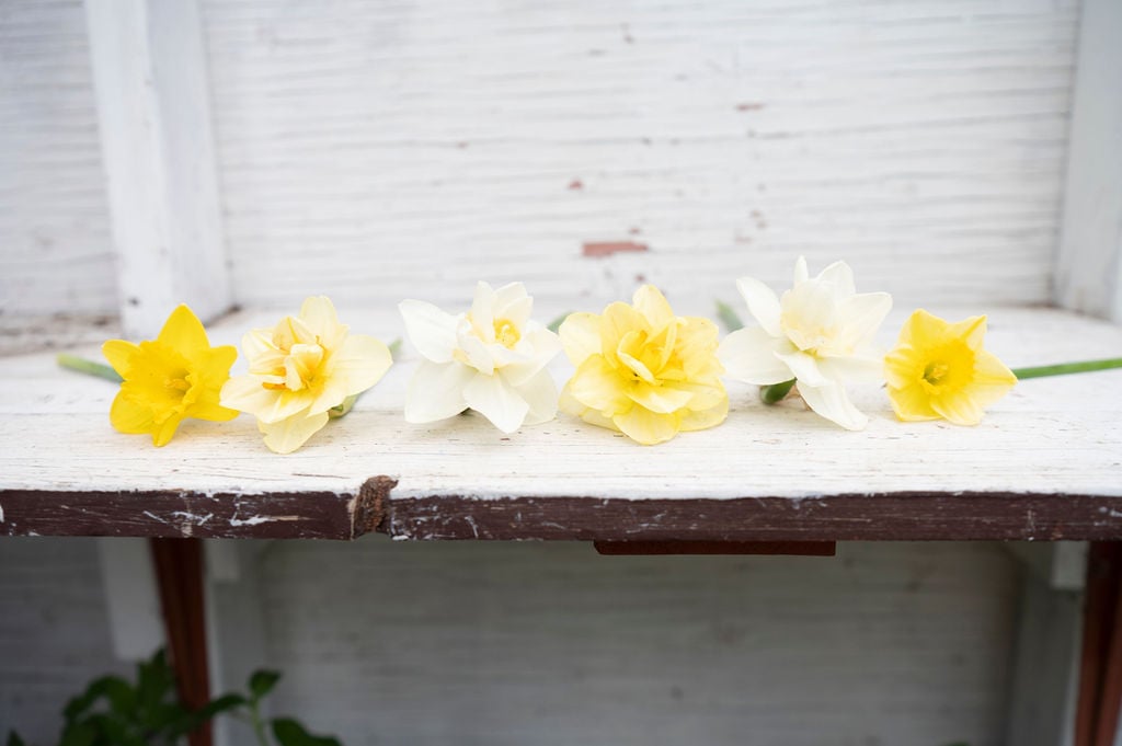 Six daffodil flowers in shades of yellow and white, ideal for short growing seasons or cold climates, are lined up on a weathered white wooden shelf against a matching wooden background.