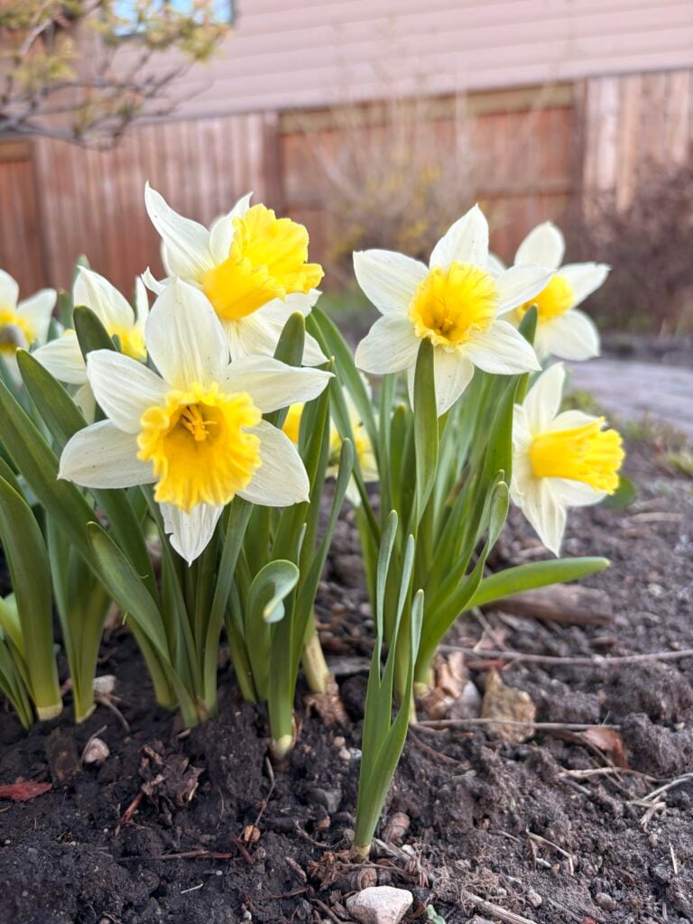 A cluster of vibrant blooms, yellow and white daffodils, brightens a garden bed with green stems and leaves. A wooden fence and a beige house are visible in the blurry background.