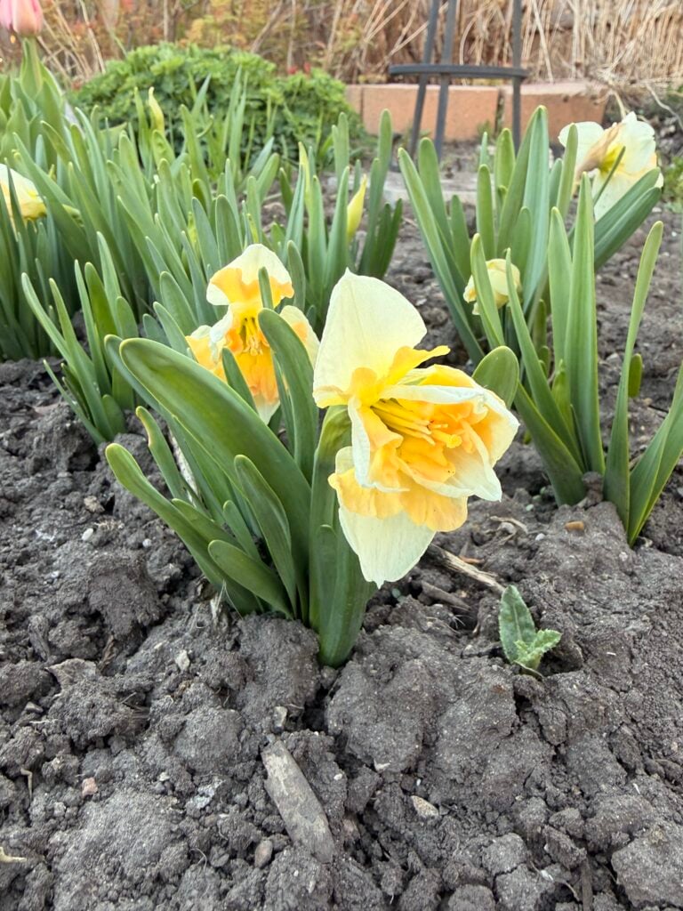 Yellow daffodil flowers with white-edged petals bloom in a garden bed, thriving even in cold climates and short growing seasons, surrounded by green leaves and soil, with blurred greenery and a raised brick border in the background.