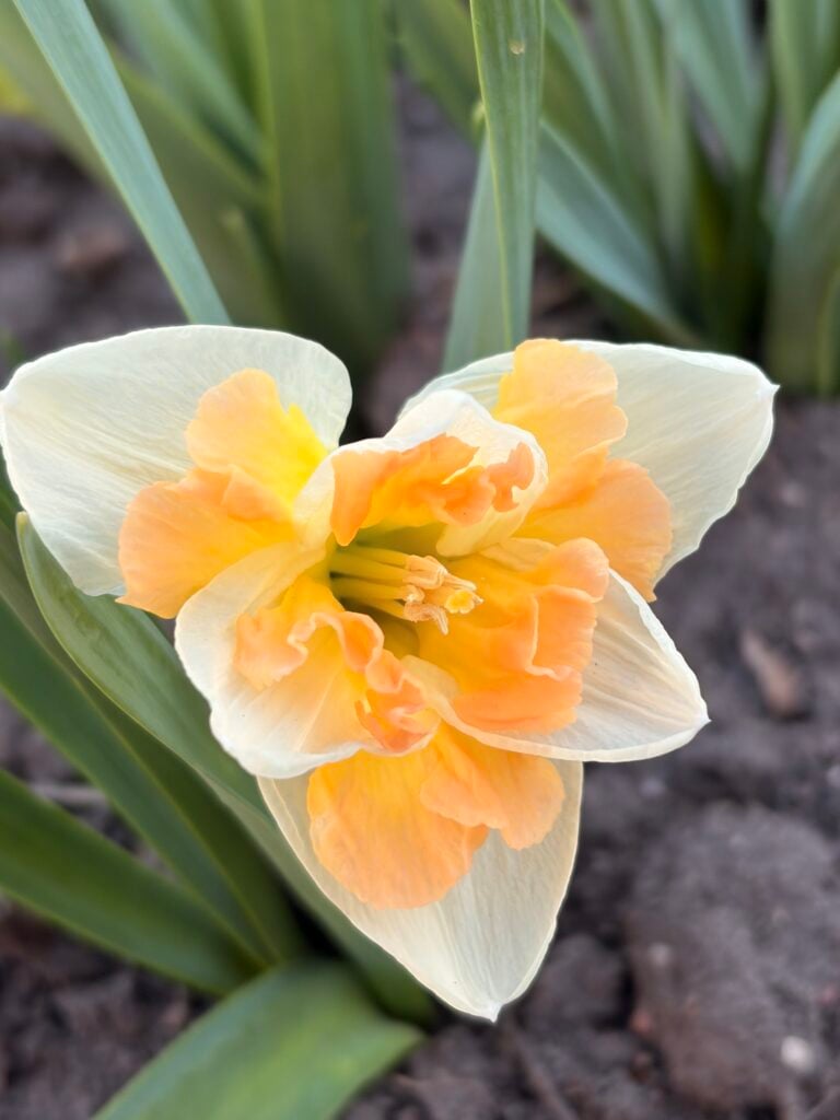 A close-up of a peach and white daffodil flower blooming in a garden, surrounded by green leaves and soil—perfect for growing daffodils even in cold climates with short growing seasons.