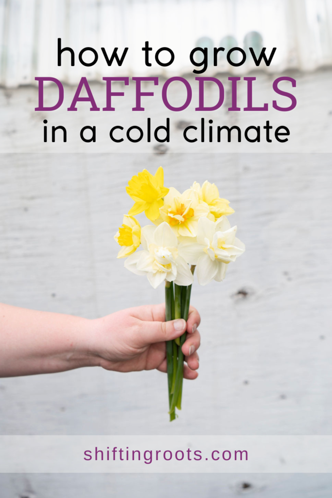 A hand holds a small bouquet of yellow and white daffodils. Overlaid text reads: "how to grow DAFFODILS in cold climates." At the bottom, the website shiftingroots.com is displayed—perfect for those with short growing seasons.