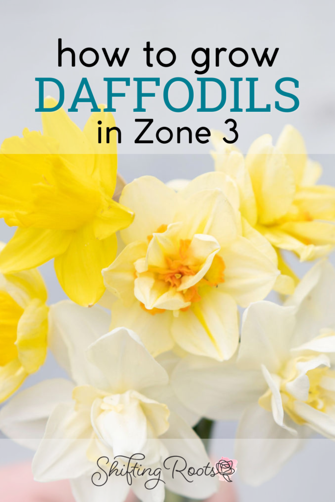 A close-up of yellow and white daffodil flowers with text overlay: “how to grow DAFFODILS in Zone 3.” Perfect for growing daffodils in cold climates and short growing seasons. Light background, “Shifting Roots” logo with a small flower icon at the bottom.