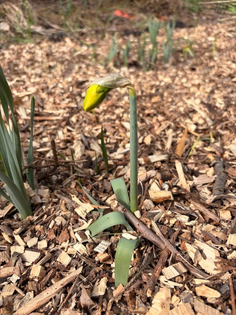 A single daffodil bud on a short stem emerges from wood chip mulch—an inspiring sign of growing daffodils even in cold climates, with green leaves and blurred plants in the background.