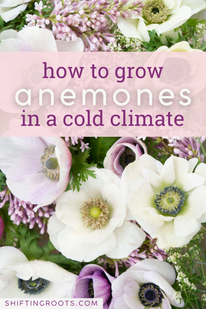 A close-up of pastel anemone flowers with light purple and white petals. Text over the image reads: "how to grow anemones in a cold climate." Perfect for fans of spring-blooming flowers. The website shiftingroots.com is at the bottom.