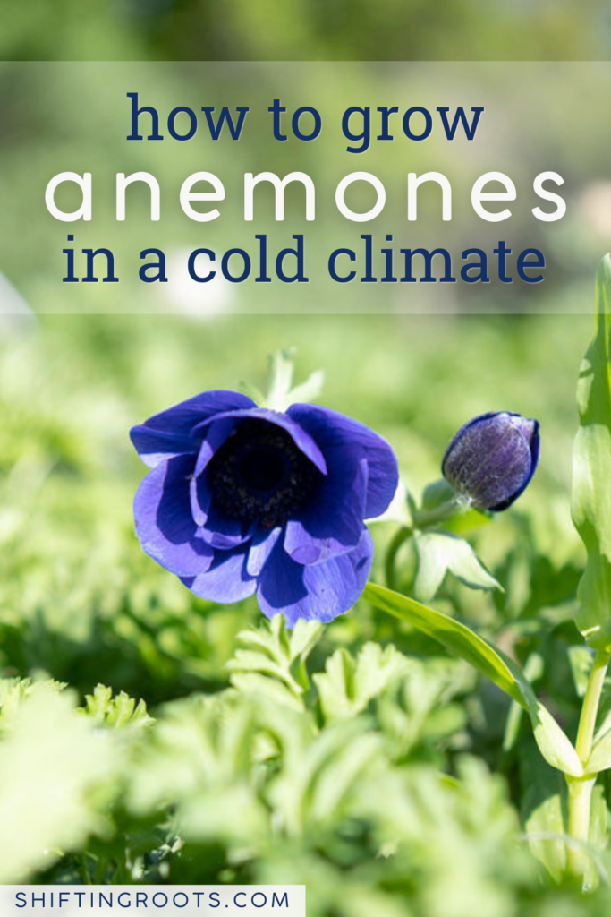 A close-up of a vibrant blue anemone flower and bud among green leaves, overlaid with the text "how to grow anemones in a cold climate" and the website "shiftingroots.com" at the bottom.