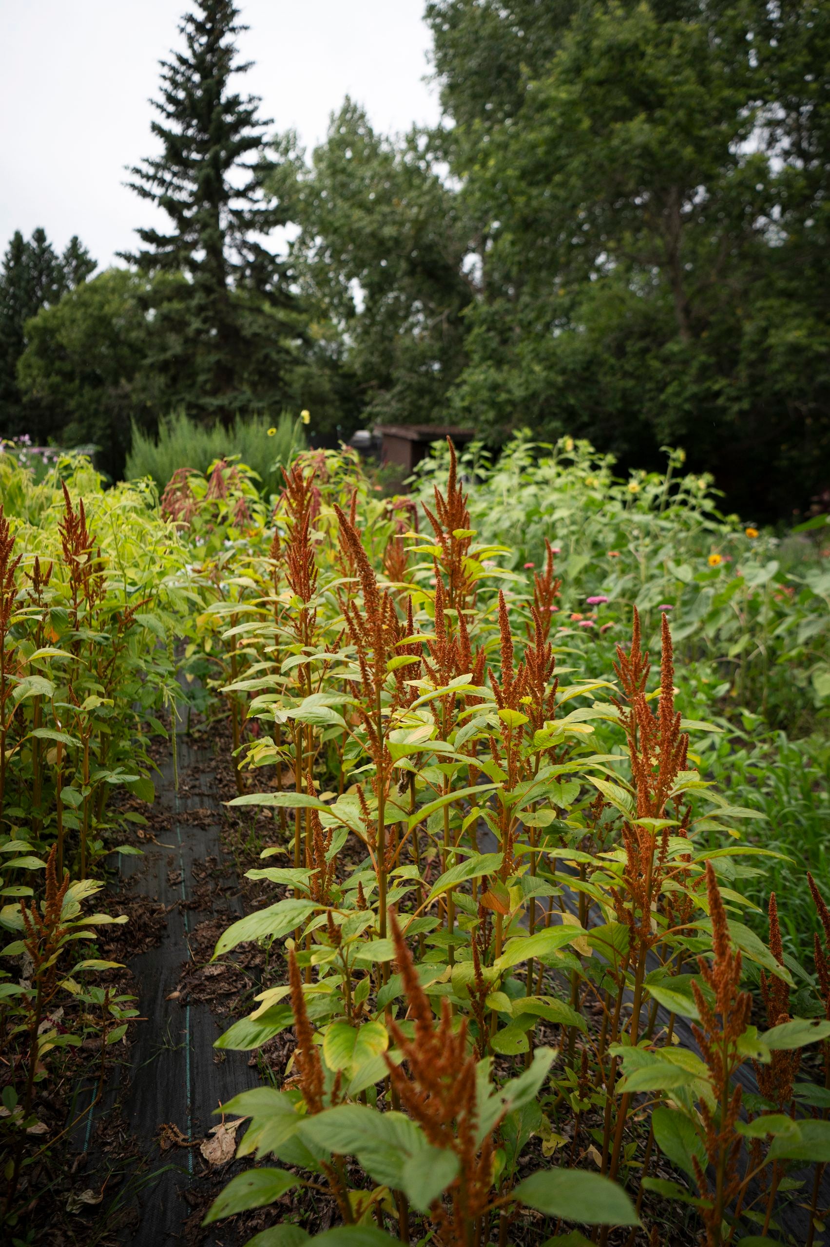 Rows of tall, leafy plants with reddish-orange amaranth spikes grow in a lush garden, surrounded by dense green foliage and trees in the background under a cloudy sky.