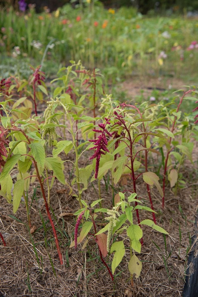 Several amaranth plants with red and green stems and drooping flowers grow in a garden bed with dry grass mulch, surrounded by blurred greenery and flowers in the background.