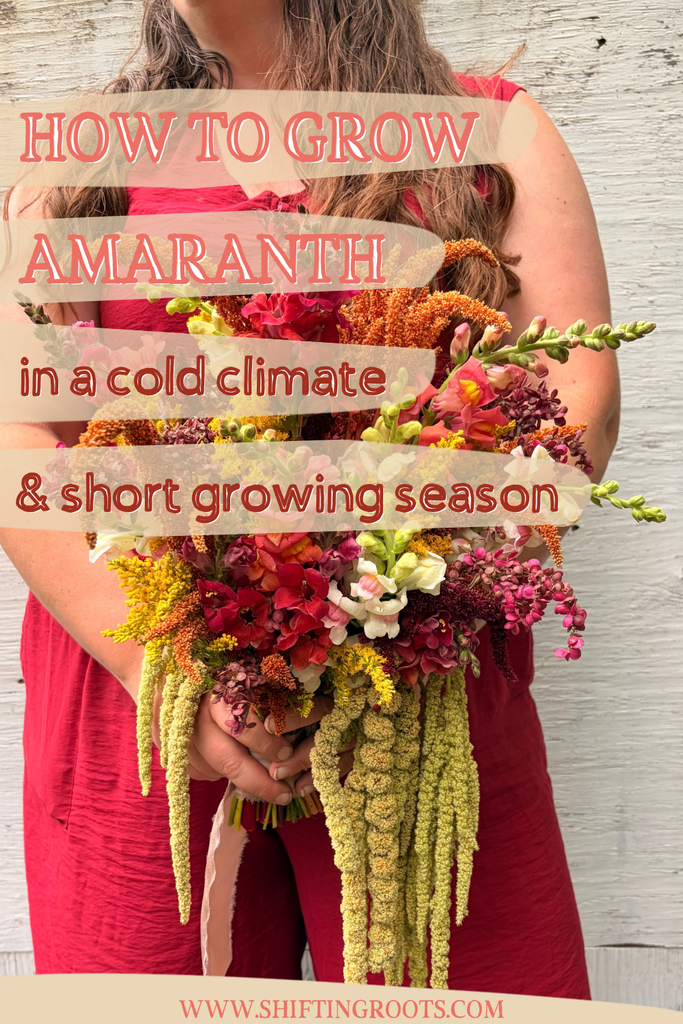 A person in a red outfit holds a vibrant bouquet of amaranth flowers. Overlaid text reads, “How to grow amaranth in a cold climate & short growing season.” Website: www.shiftingroots.com.