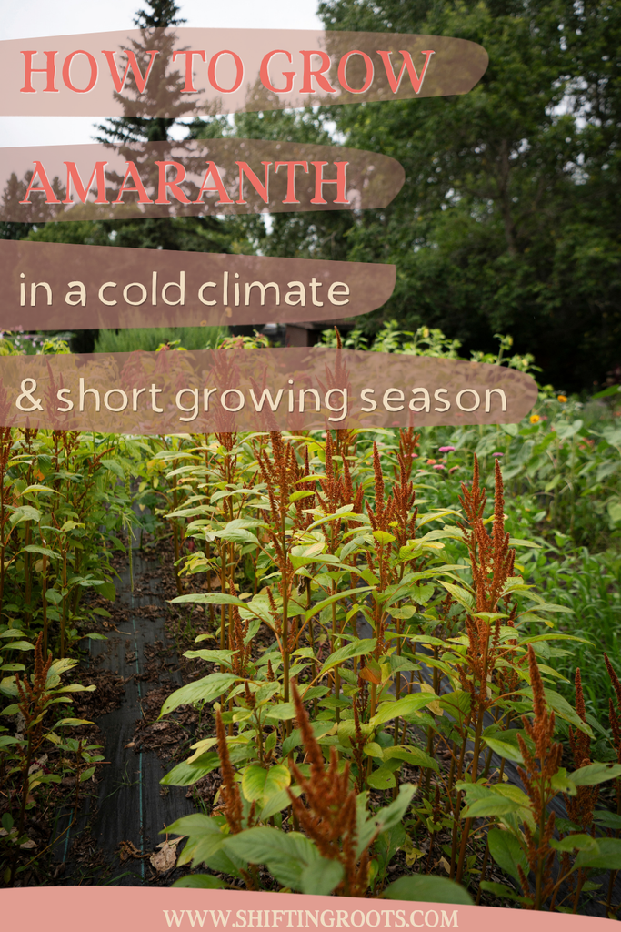 Rows of amaranth plants with rust-coloured seed heads grow outdoors; text reads “How to grow amaranth in a cold climate & short growing season.” Trees and a cloudy sky are in the background.